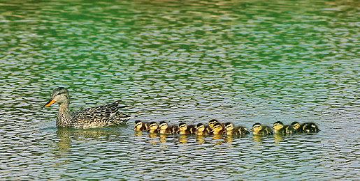 《龙腾世纪：影障守护者》闲聊被打断终于能继续了